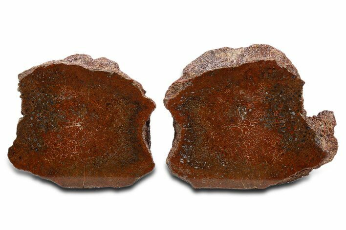 Cut Agatized Dinosaur Bone (Gembone) Vertebra - New Mexico #340068